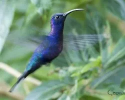 Campylopterus hemileucurus