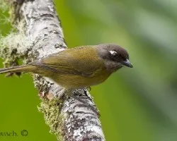 Chlorospingus ophthalmicus