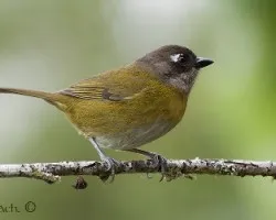 Chlorospingus ophthalmicus