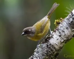 Chlorospingus ophthalmicus