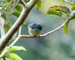 Dacnis venusta