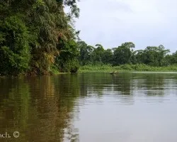 Reflejo en tortuguero