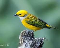 Tangara icterocephala