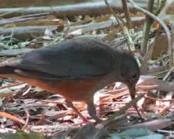 Turdus rufiventris