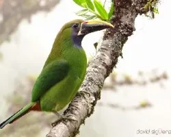 Aulacorhynchus prasinus