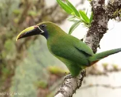 Aulacorhynchus prasinus