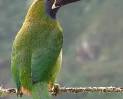 Aulacorhynchus prasinus