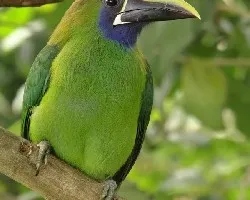 Aulacorhynchus prasinus