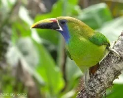 Aulacorhynchus prasinus