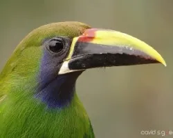 Aulacorhynchus prasinus