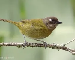 Chlorospingus ophthalmicus