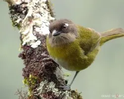 Chlorospingus ophthalmicus