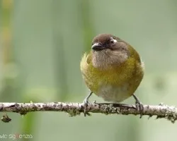 Chlorospingus ophthalmicus