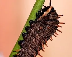Oruga de la battus polydamas
