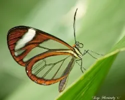 Transparencia (greta oto)