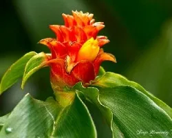 Costus spicatus