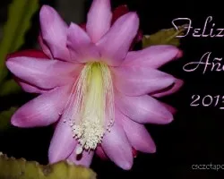 Feliz año 2013