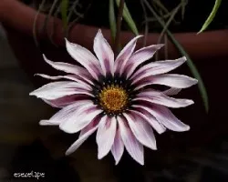 Gazania