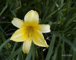Hemerocallis