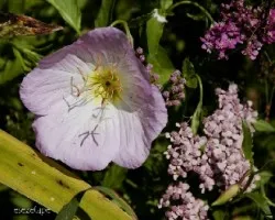 Oenothera speciosa 