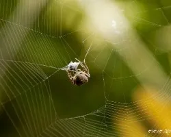 Araña