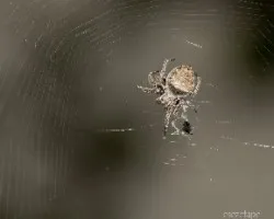 Araña