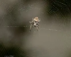 Araña