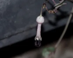 Ceropegia woodii