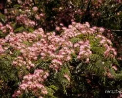 Albizia julibrissin 