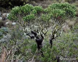 Diplostephium rosmarinifolium 