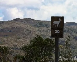 Odocoileus virginianus 