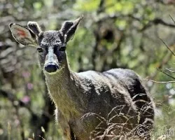 Odocoileus virginianus 