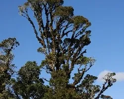 Weinmannia tomentosa