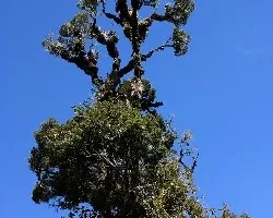 Weinmannia tomentosa