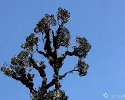 Weinmannia tomentosa