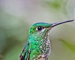 Heliodoxa jacula