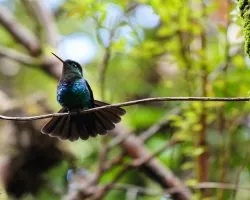 Eugenes fulgens