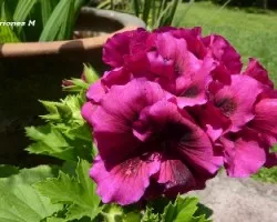 Pelargonium