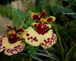 Tolumnia hibrido