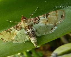 Polilla sin id