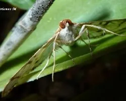 Polilla