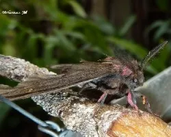 Polilla