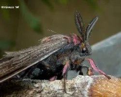 Polilla