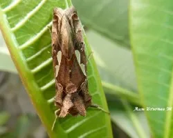 Polilla