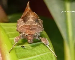 Polilla