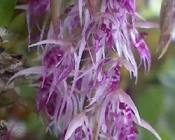 Orquidea miniatura