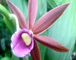 Orquidea phalius