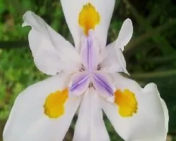 Dietes bicolor 