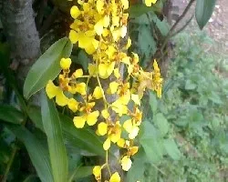 Occidium