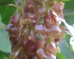 Id orquidea